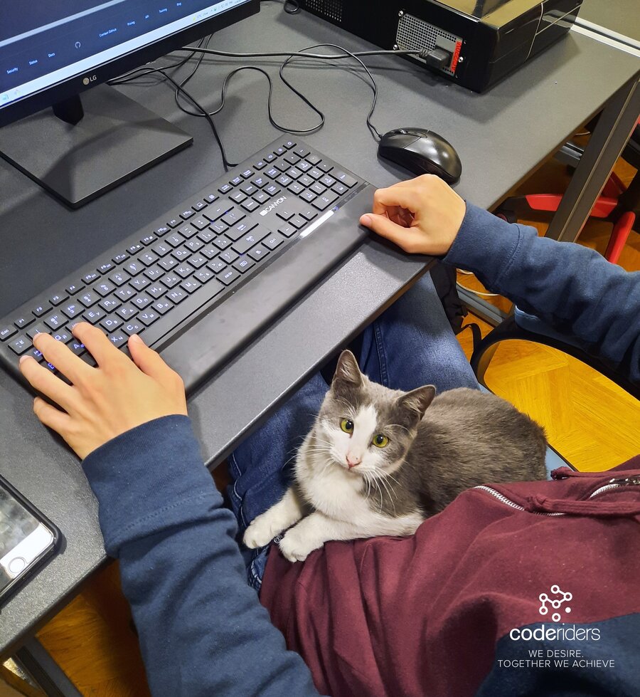 A cat siting on the lap of a software developer at CodeRiders tech company